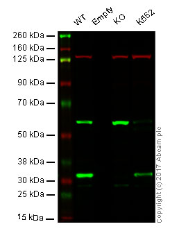 Western blot - Anti-Cyclin D3/CCND3 antibody [SP207] (AB183338), expandable thumbnail