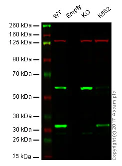 Western blot - Anti-Cyclin D3/CCND3 antibody [SP207] (AB183338)