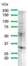 Western blot - Anti-Cyclin D3/CCND3 antibody [SP207] (AB183338), expandable thumbnail