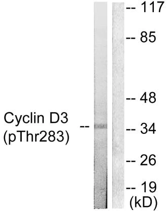 Western blot - Anti-Cyclin D3/CCND3 (phospho T283) antibody (AB55322)