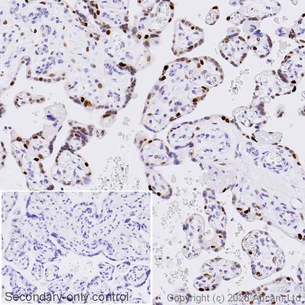 Immunohistochemistry (Formalin/PFA-fixed paraffin-embedded sections) - Anti-Cyclin E1 antibody [CCNE1/2460] - BSA and Azide free (AB237935)
