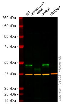 Western blot - Anti-Cyclin E1 antibody [CCNE1/2460] - BSA and Azide free (AB237935)