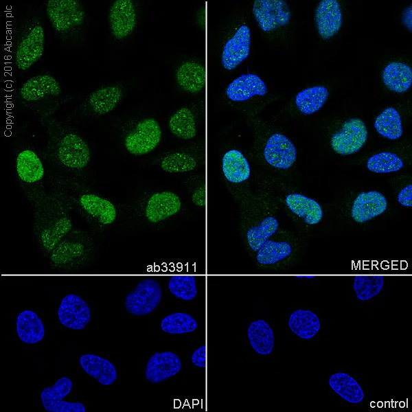 Immunocytochemistry/ Immunofluorescence - Anti-Cyclin E1 antibody [EP435E] - BSA and Azide free (AB208696)