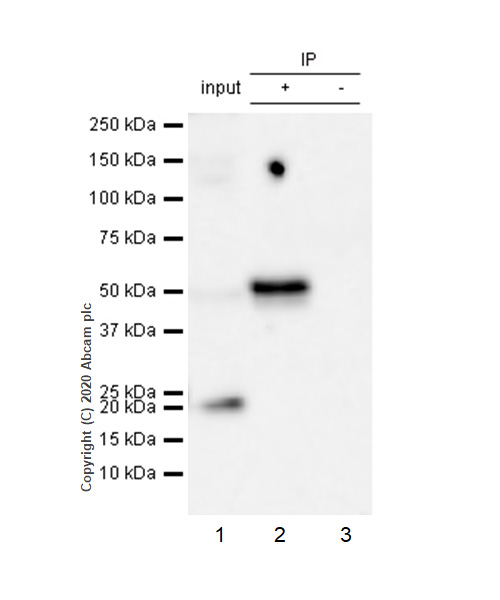 Immunoprecipitation - Anti-Cyclin E1 antibody [EP435E] - BSA and Azide free (AB208696), expandable thumbnail
