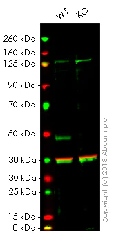 Western blot - Anti-Cyclin E1 antibody [EP435E] - BSA and Azide free (AB208696)