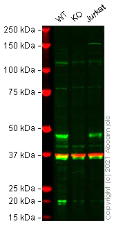 Western blot - Anti-Cyclin E1 antibody [EP435E] - BSA and Azide free (AB208696)