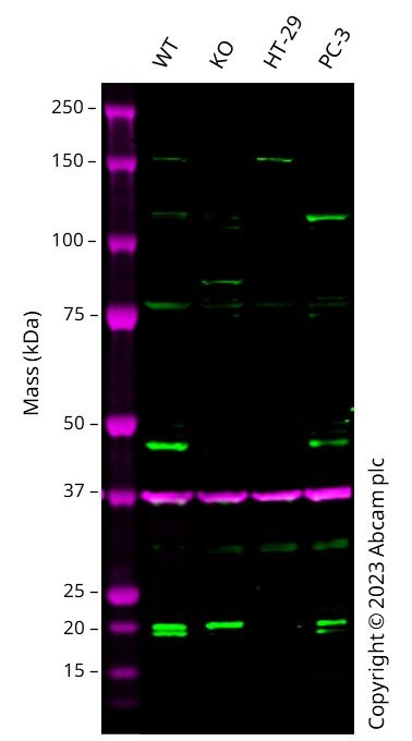 Western blot - Anti-Cyclin E1 antibody [EP435E] - BSA and Azide free (ab208696), expandable thumbnail