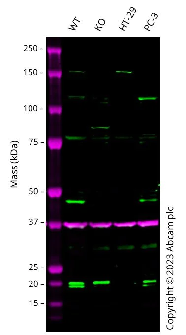 Western blot - Anti-Cyclin E1 antibody [EP435E] - BSA and Azide free (AB208696)
