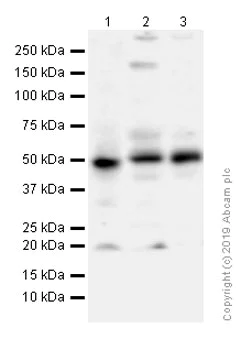 Western blot - Anti-Cyclin E1 antibody [EP435E] - BSA and Azide free (AB208696)