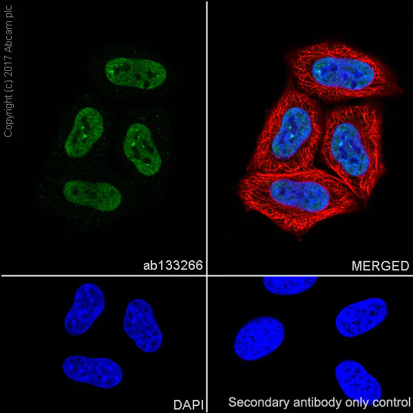 Immunocytochemistry/ Immunofluorescence - Anti-Cyclin E1 antibody [EPR194] (AB133266)