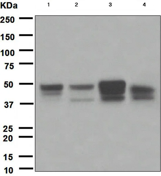 Western blot - Anti-Cyclin E1 antibody [EPR194] (AB133266)