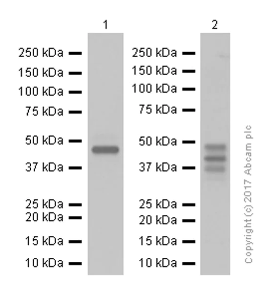 Western blot - Anti-Cyclin E1 antibody [EPR194] (AB133266)