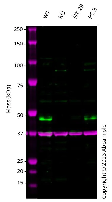 Western blot - Anti-Cyclin E1 antibody [EPR194] (AB133266)