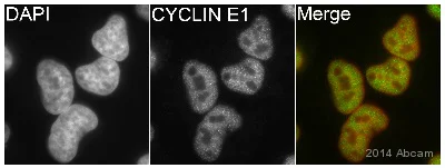 Immunocytochemistry/ Immunofluorescence - Anti-Cyclin E1 antibody [EPR194] - BSA and Azide free (AB208695)