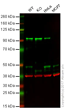 Western blot - Anti-Cyclin E1 antibody [EPR194] - BSA and Azide free (AB208695)