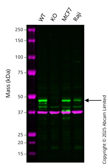 Western blot - Anti-Cyclin E1 antibody [EPR194] - BSA and Azide free (AB208695)