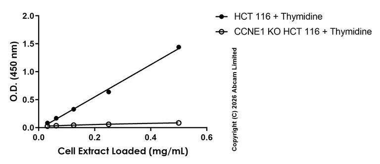 Sandwich ELISA - Anti-Cyclin E1 antibody [EPR20777-118] - BSA and Azide free (Detector) (AB244991)