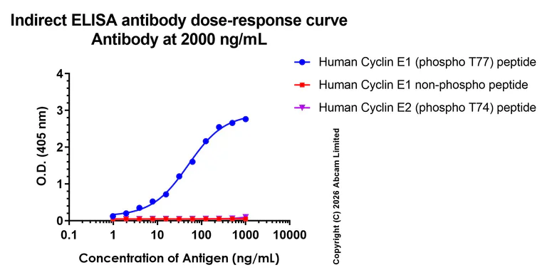 Sandwich ELISA - Anti-Cyclin E1 antibody [EPR20777-118] - BSA and Azide free (Detector) (AB244991)