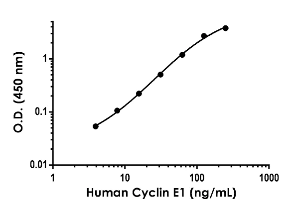 Sandwich ELISA - Anti-Cyclin E1 antibody [EPR20777-118] - BSA and Azide free (Detector) (AB244991)