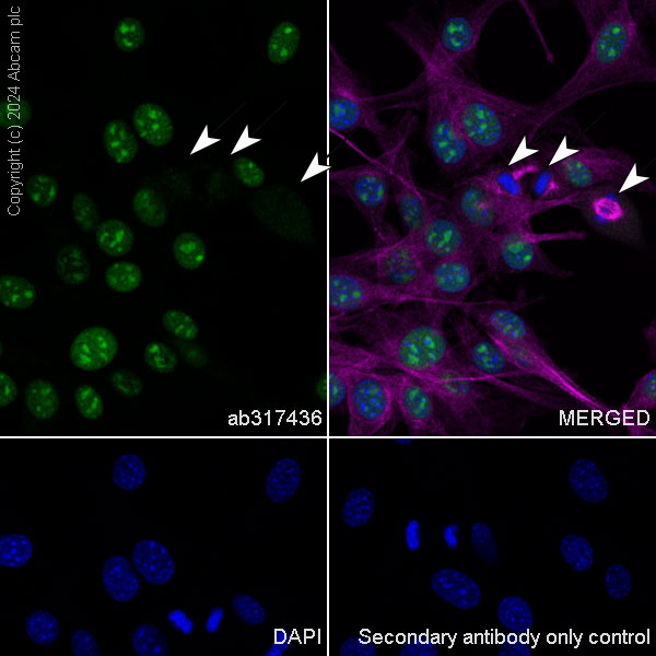 Immunocytochemistry/ Immunofluorescence - Anti-Cyclin E1 antibody [EPR25394-23] (AB317436)