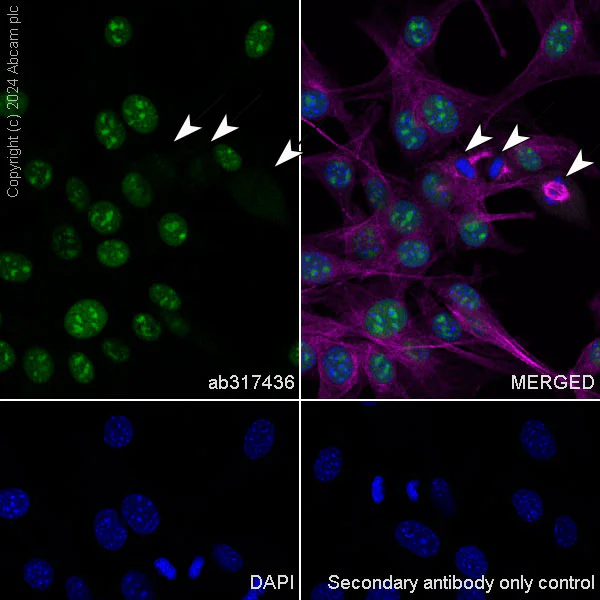 Immunocytochemistry/ Immunofluorescence - Anti-Cyclin E1 antibody [EPR25394-23] - BSA and Azide free (AB317437)