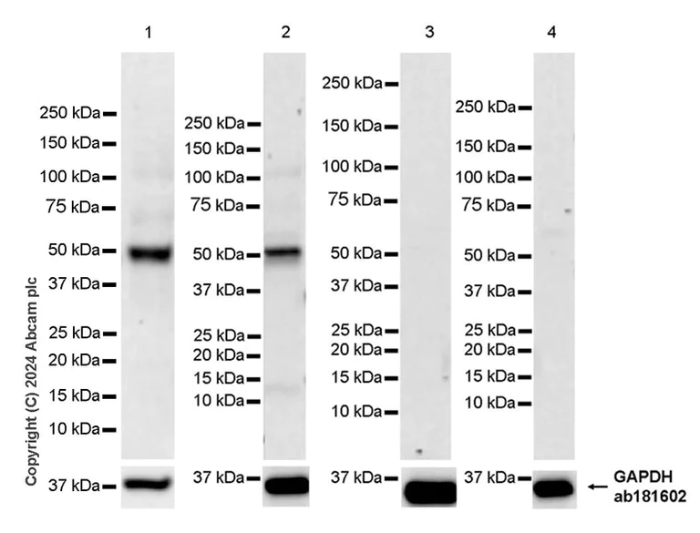 Western blot - Anti-Cyclin E1 antibody [EPR25394-23] - BSA and Azide free (AB317437)