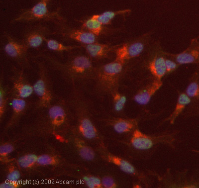 Immunocytochemistry/ Immunofluorescence - Anti-Cyclin E1 (phospho T395) antibody (AB52195), expandable thumbnail