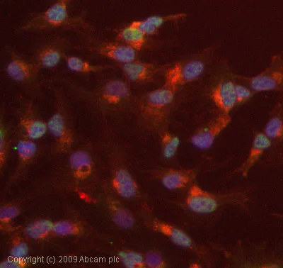 Immunocytochemistry/ Immunofluorescence - Anti-Cyclin E1 (phospho T395) antibody (AB52195)