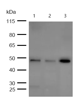 Western blot - Anti-Cyclin E1 (phospho T77) antibody [SD2025] (AB326630)