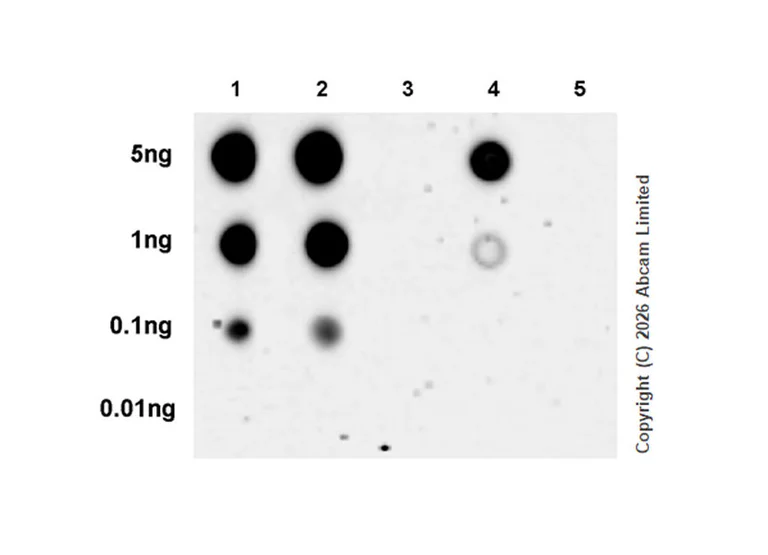 Dot Blot - Anti-Cyclin E1(Phospho T77) antibody [EPR28889-10] - BSA and Azide free (AB326976)