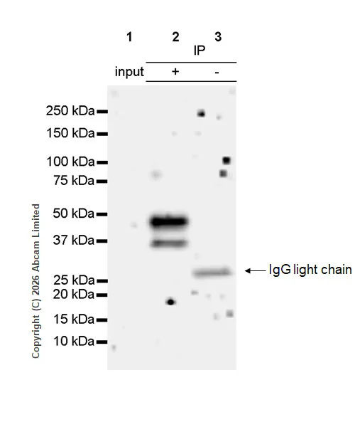 Immunoprecipitation - Anti-Cyclin E1(Phospho T77) antibody [EPR28889-10] - BSA and Azide free (AB326976)
