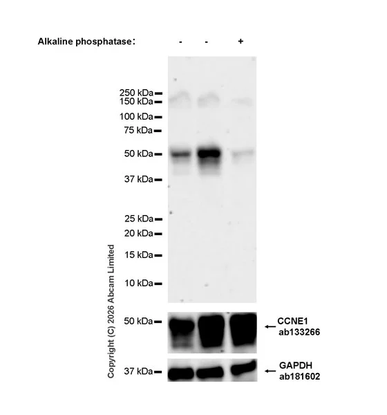 Western blot - Anti-Cyclin E1(Phospho T77) antibody [EPR28889-10] - BSA and Azide free (AB326976)