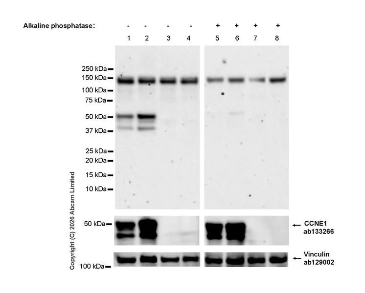 Western blot - Anti-Cyclin E1(Phospho T77) antibody [EPR28889-10] - BSA and Azide free (AB326976)