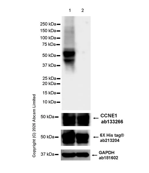 Western blot - Anti-Cyclin E1(Phospho T77) antibody [EPR28889-10] - BSA and Azide free (AB326976)