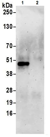 Immunoprecipitation - Anti-Cyclin E2 antibody (AB226388)