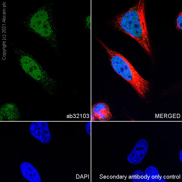 Immunocytochemistry/ Immunofluorescence - Anti-Cyclin E2 antibody [E142] (AB32103)