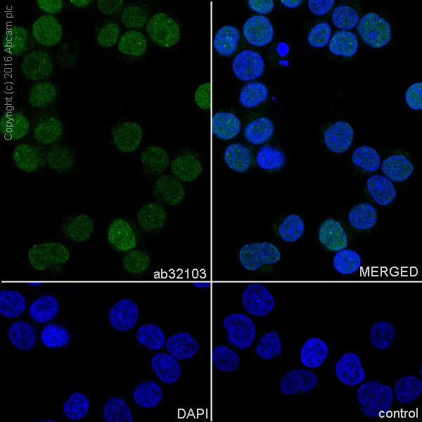 Immunocytochemistry/ Immunofluorescence - Anti-Cyclin E2 antibody [E142] - BSA and Azide free (AB228478)