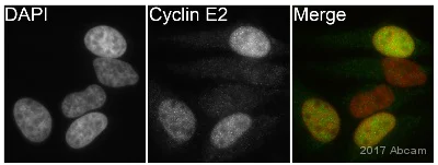 Immunocytochemistry/ Immunofluorescence - Anti-Cyclin E2 antibody [E142] - BSA and Azide free (AB228478)