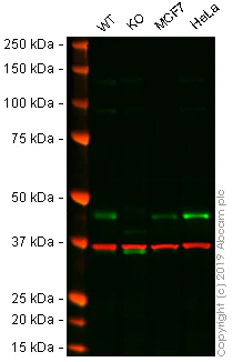Western blot - Anti-Cyclin E2 antibody [EP454Y] (AB40890)