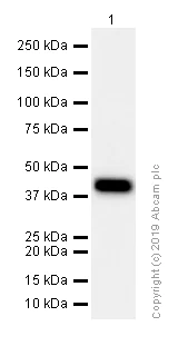 Western blot - Anti-Cyclin E2 antibody [EP454Y] (AB40890)