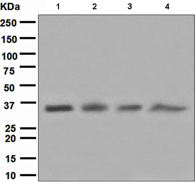 Western blot - Anti-Cyclin H/p34 antibody [EPR3928] - BSA and Azide free (AB247945), expandable thumbnail