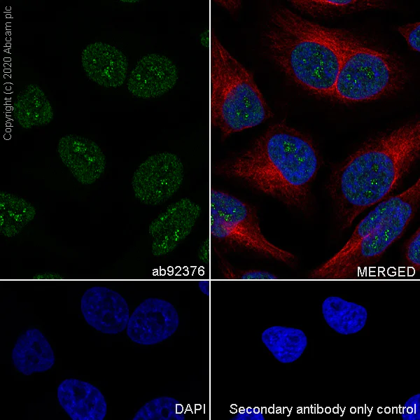 Immunocytochemistry/ Immunofluorescence - Anti-Cyclin H/p34 antibody [EPR3929] (AB92376)