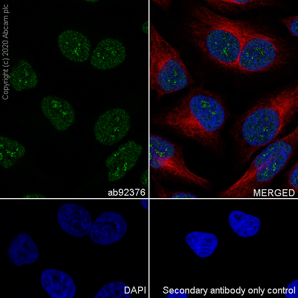 Immunocytochemistry/ Immunofluorescence - Anti-Cyclin H/p34 antibody [EPR3929] - BSA and Azide free (AB247551), expandable thumbnail
