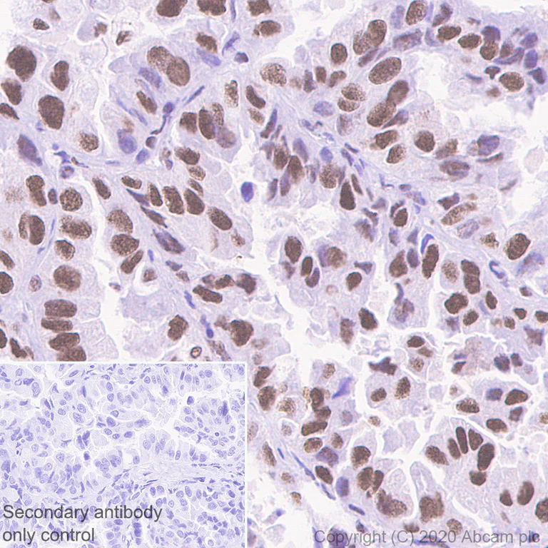 Immunohistochemistry (Formalin/PFA-fixed paraffin-embedded sections) - Anti-Cyclin H/p34 antibody [EPR3929] - BSA and Azide free (AB247551)