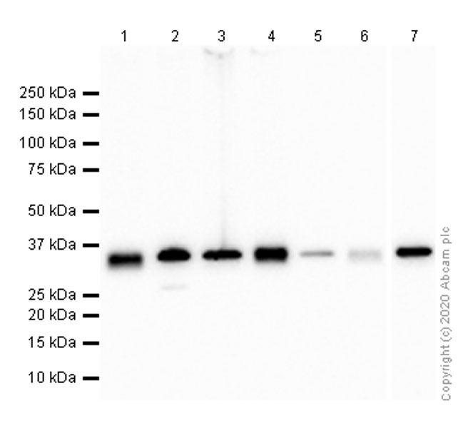 Western blot - Anti-Cyclin H/p34 antibody [EPR3929] - BSA and Azide free (AB247551), expandable thumbnail