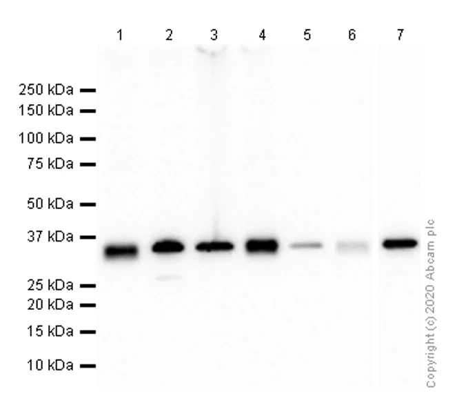 Western blot - Anti-Cyclin H/p34 antibody [EPR3929] - BSA and Azide free (AB247551)