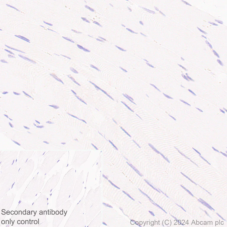 Immunohistochemistry (Formalin/PFA-fixed paraffin-embedded sections) - Anti-Cyclin K antibody [EPR28514-24] - BSA and Azide free (AB316204)