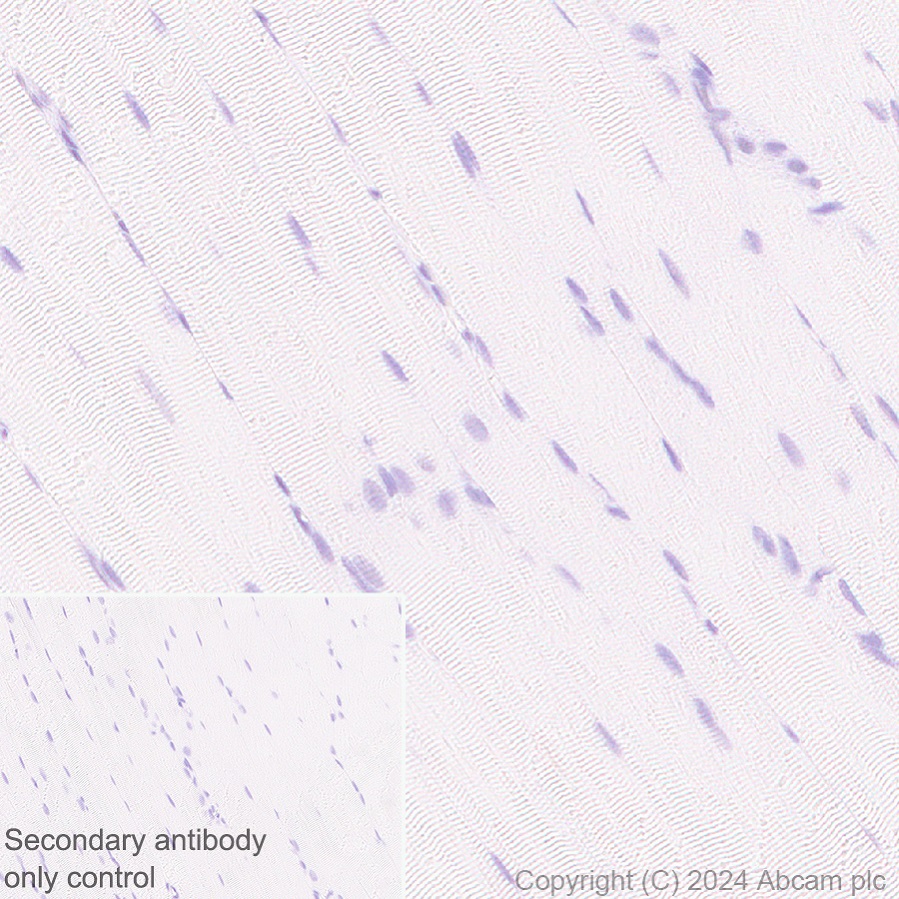 Immunohistochemistry (Formalin/PFA-fixed paraffin-embedded sections) - Anti-Cyclin K antibody [EPR28514-24] - BSA and Azide free (AB316204), expandable thumbnail