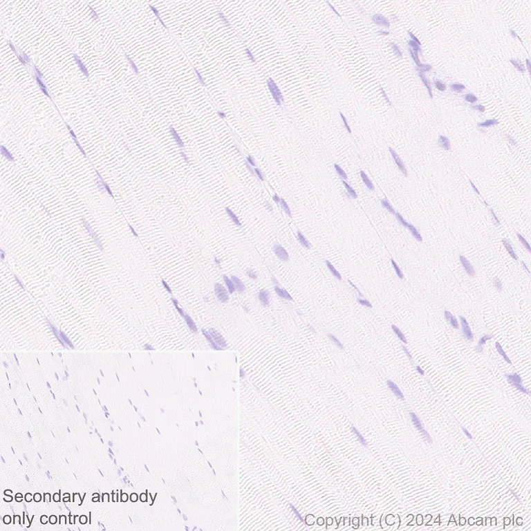 Immunohistochemistry (Formalin/PFA-fixed paraffin-embedded sections) - Anti-Cyclin K antibody [EPR28514-24] - BSA and Azide free (AB316204)
