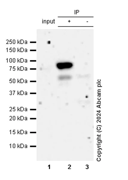 Immunoprecipitation - Anti-Cyclin K antibody [EPR28514-24] - BSA and Azide free (AB316204)